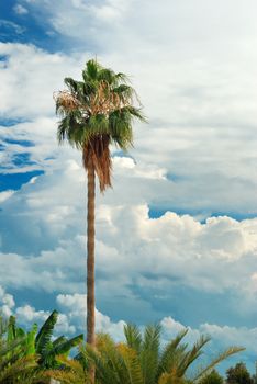 Palm tree over background of blue sky with cumulus clouds