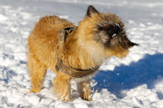 Dog is shaking snow off at winters day. Motion blur. The breed of the dog is a Cairn Terrier. 