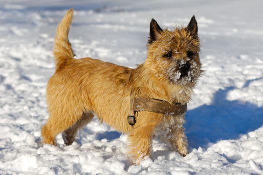 A dog is standing in the snow looking. The breed of the dog is a Cairn Terrier.