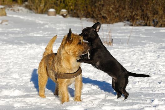 Dogs are playing in the the snow. The breed of the dogs are a Cairn Terrier and the small dog is a mix of a Chihuahua and a Miniature Pinscher. 