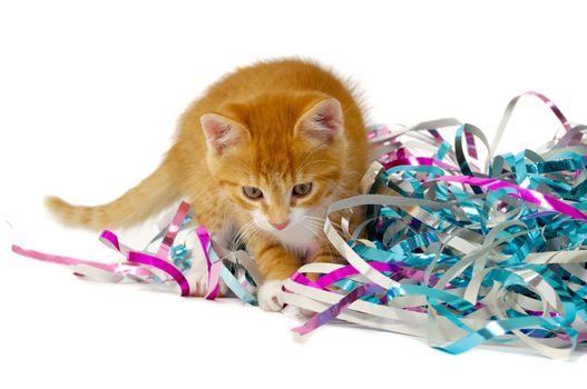 Sweet kitten and confetti. Taken on a white background
