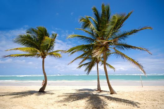 Three palms on a beach with the ocean on the background.