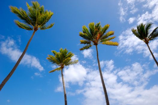 Palms and a blue and cloudy sky.