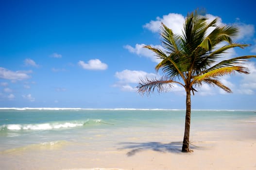 A single palm on an exotic beach.