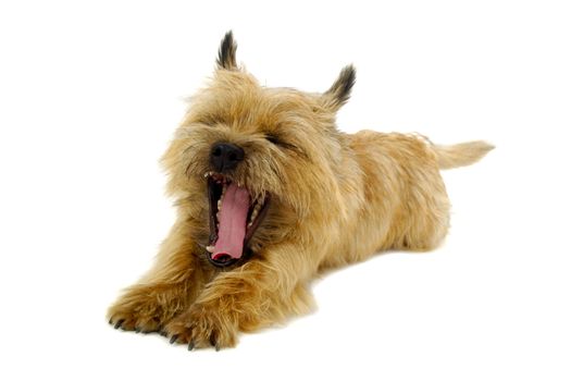 Sweet puppy dog is resting on a white background. The breed of the dog is a Cairn Terrier.