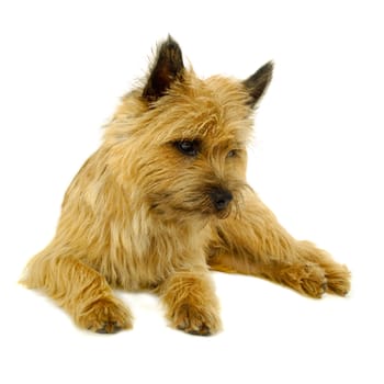 Sweet puppy dog is resting on a white background. The breed of the dog is a Cairn Terrier.