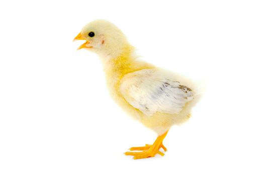 Sweet baby chicken is standing on a clean white background.