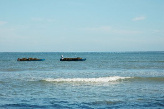 two wooden fishing boat carrying seaweed