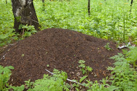 The big ant hill in a spring wood