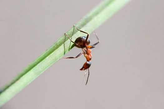 Ant sitting on a blade close up