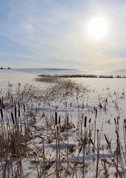 winter landscape with reed