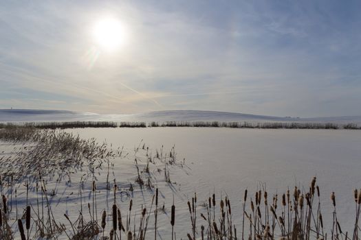 winter landscape with reed