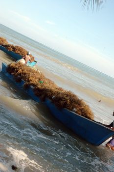 Seaweed fisherman activities at the Amal beach Tarakan Indonesia 