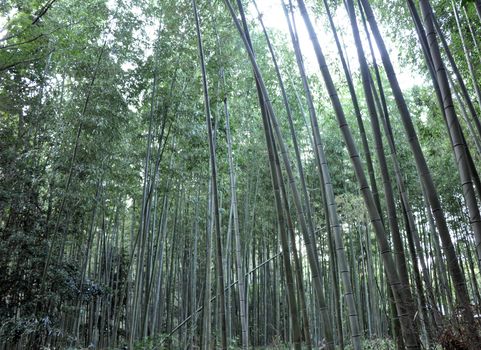 Famous bamboo grove at Arashiyama, Kyoto - Japan