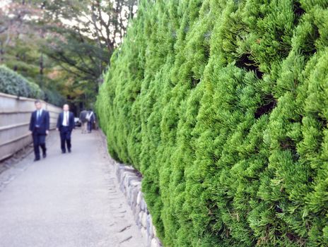 Evergreen foliage in japanese garden, summer in Japan 