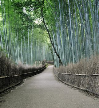 Bamboo grove in Arashiyama in Kyoto, Japan near the famous Tenryu-ji temple. Tenryuji is a Zen Buddhist temple which means temple of the heavenly dragon and is a World Cultural Heritage Site. 