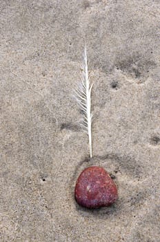 Raggedy quill and red pebble stone in beach sand. Natural seashore fragment.