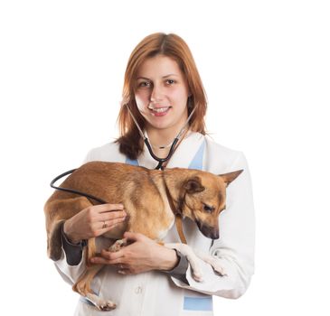 vet listens through a stethoscope red puppy on a white background isolated