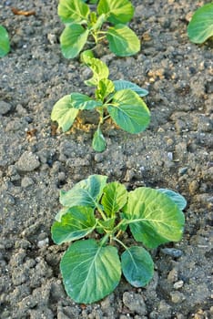 Young cabbage sprouts on the vegetable bed