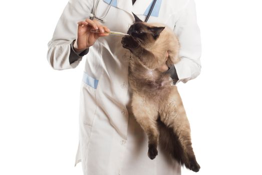 cat plays with a thermometer on a white background isolated