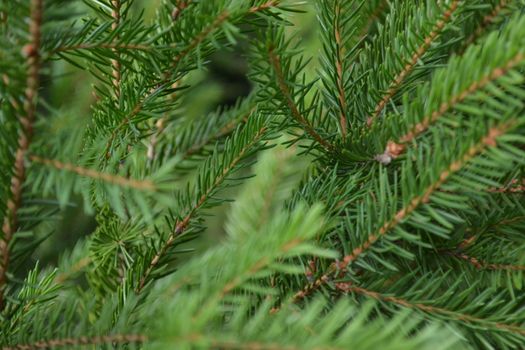 Branches of green  spruce in the forest