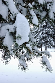 Snowcovered pine branch with small cones in winter forest