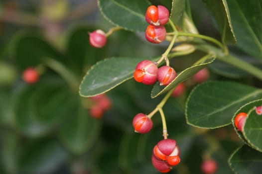pink berries with green leaves