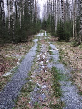 Earth road with frozen water in rut, winter forest
