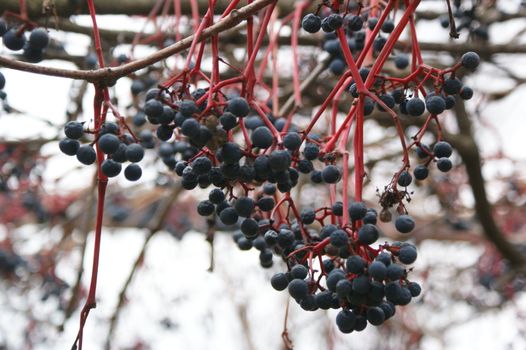 red grapes in the winter