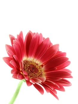 bright pink gerber daisy isolated over white background        