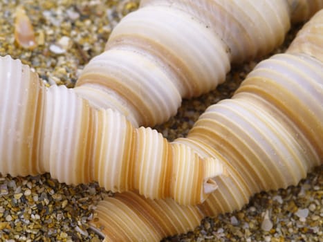 macro shot of three snail shells in the sand