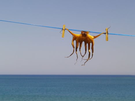 cuttlefish hung up in the sun for conservation