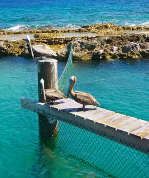 three pelicans sitting on a pier with turquoise sea 