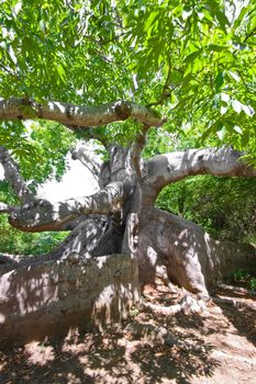 very old kapok tree with mystery roots and branches 