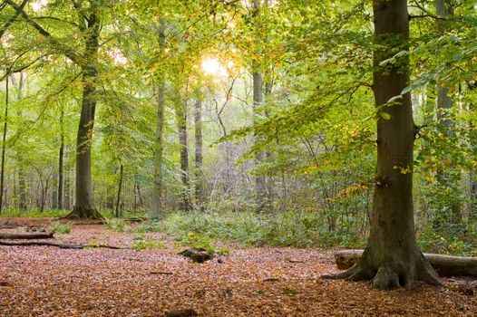 piece of a forest in autumn colors with sunset