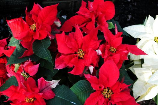 Poinsettia plants in full bloom