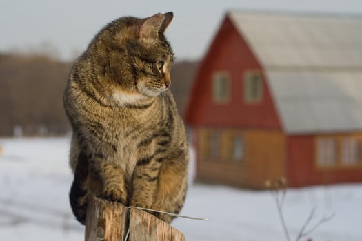 Grey tabby cat on a fence in winter in the country
