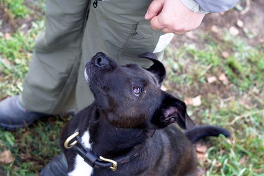 Black dog looks at its master
