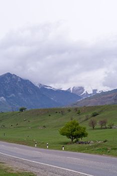 Magnificent mountain panorama with road and tree
