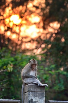 Monkey wild animal sitting on column with sunset background