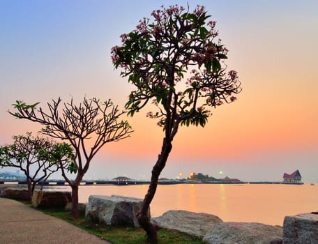 Frangipani flowers silhouette with sunset sky at Siracha, Chonburi, Thailand