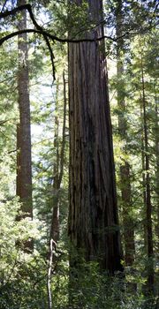 A Stand of California Redwood Sequoia Pine in Sunlight.