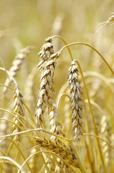 golden wheat field in summer