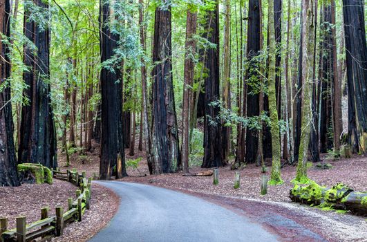 A Road Leading Through the California Redwood Forest at Big Basin.