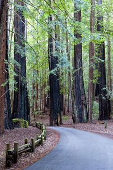 A Road Leading Through the California Redwood Forest at Big Basin.
