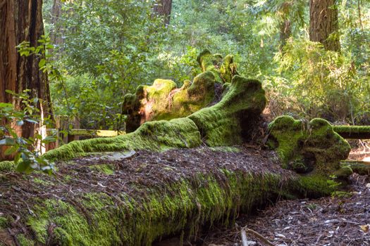 A Fallen Giant California Redwood Sequoia Tree is Covered in Moss.