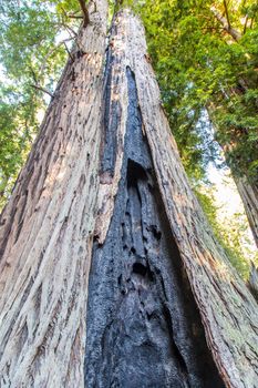 Charred by Fire, a Giant California Redwood Sequoia Stands Tall.