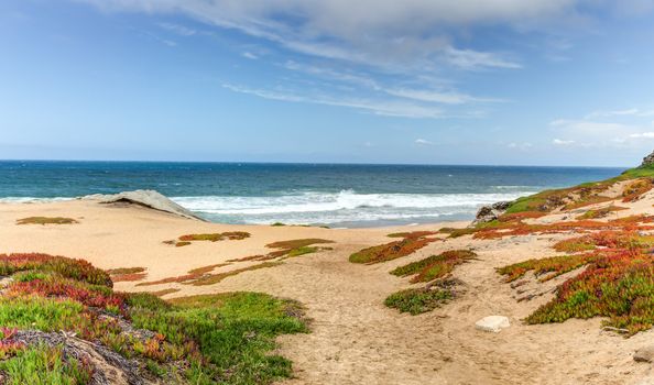 Spring Beach Foliage at Monterey Bay, California.