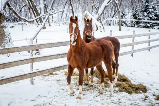 Chip and Taber American Saddlebred Horses in the Winter Snow