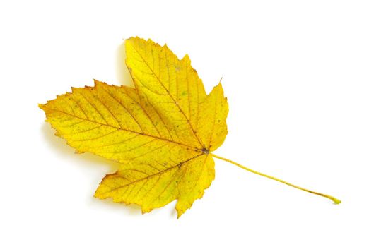 autumn maple leaf isolated on white background